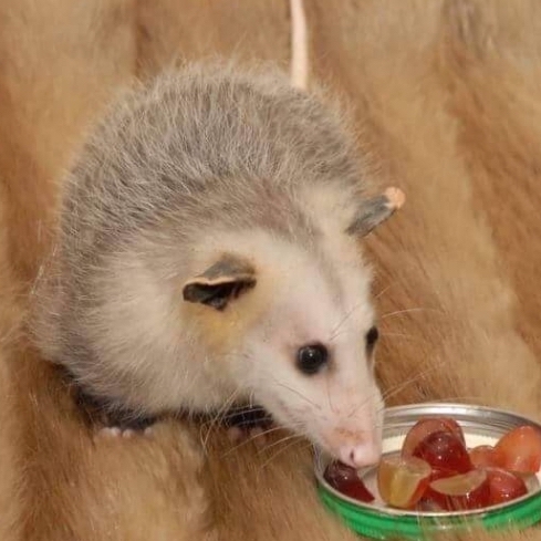 possum
